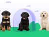What to Know About Therapy Dog Liability Insurance? Dog Liability Insurance