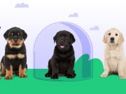 What to Know About Therapy Dog Liability Insurance? Dog Liability Insurance