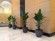 Why Your Office Needs Interior Plant Design? Interior Plant Design