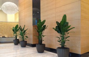 Why Your Office Needs Interior Plant Design? Interior Plant Design