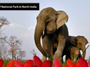 List Of National Parks In North India List Of National Park In North India