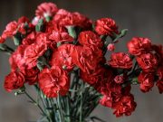 Top 10 Most Beautiful Night Blooming Flowers Top 10 Most Beautiful Night Blooming Flowers