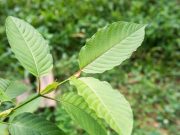 Life-Changing Kratom Benefits-What are Advantages of Kratom Kratom Benefits