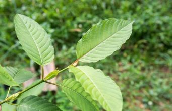 Life-Changing Kratom Benefits-What are Advantages of Kratom Kratom Benefits
