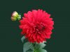 The Unspoken Meanings of Everlasting Flowers