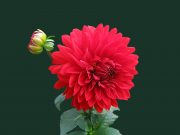 The Unspoken Meanings of Everlasting Flowers