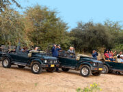 5 Things you should know before going to a Jungle Safari Jungle Safari