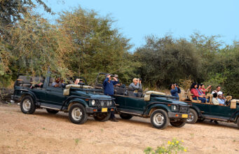 5 Things you should know before going to a Jungle Safari Jungle Safari