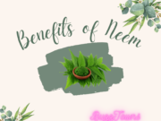 The Benefits of Neem for Hair and Beauty Benefits of neem for hair and skin