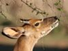 5 Fast-Growing Deer Resistant Trees Deer Resistant Trees
