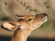 5 Fast-Growing Deer Resistant Trees Deer Resistant Trees