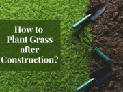 How to Plant Grass after Construction? Explained Plant Grass after Construction