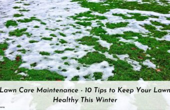 Lawn Care Maintenance – 10 Tips to Keep Your Lawn Healthy This Winter Lawn Care Maintenance - 10 Tips to Keep Your Lawn Healthy This Winter