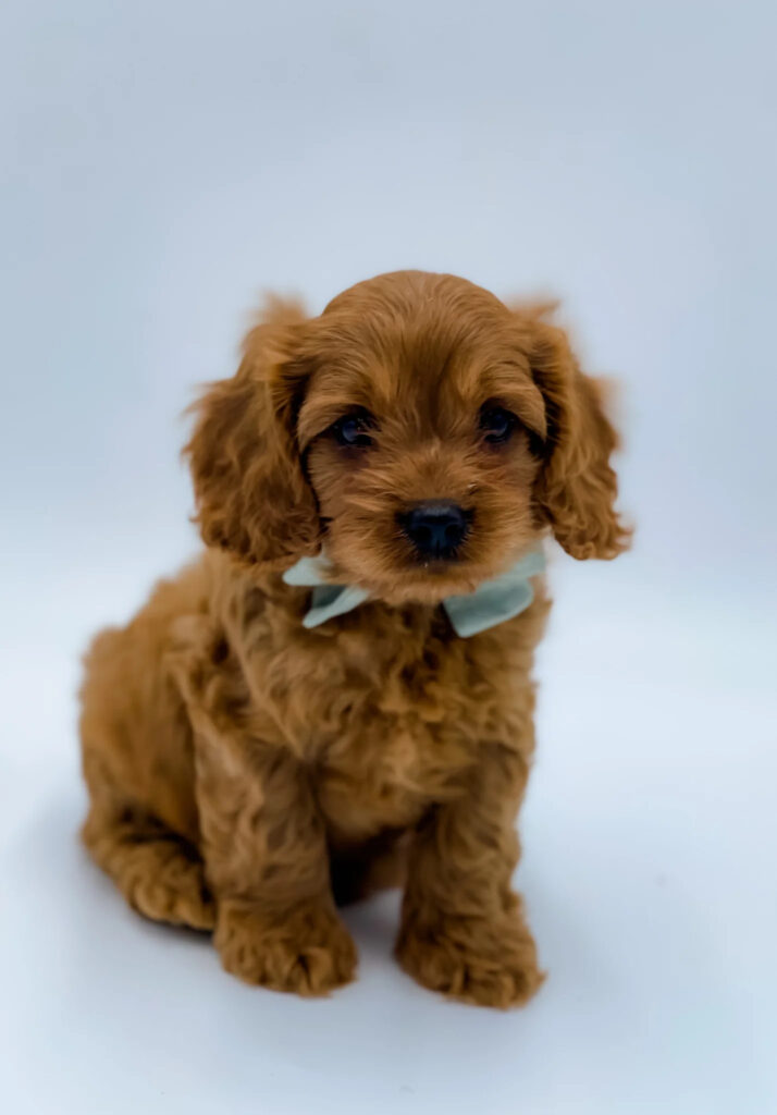 F1 Cavapoos