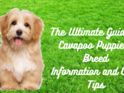 The Ultimate Guide to Cavapoo Puppies: Breed Information and Care Tips The Ultimate Guide to Cavapoo Puppies Breed Information and Care Tips