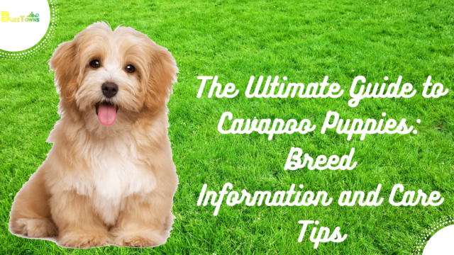 The Ultimate Guide to Cavapoo Puppies Breed Information and Care Tips