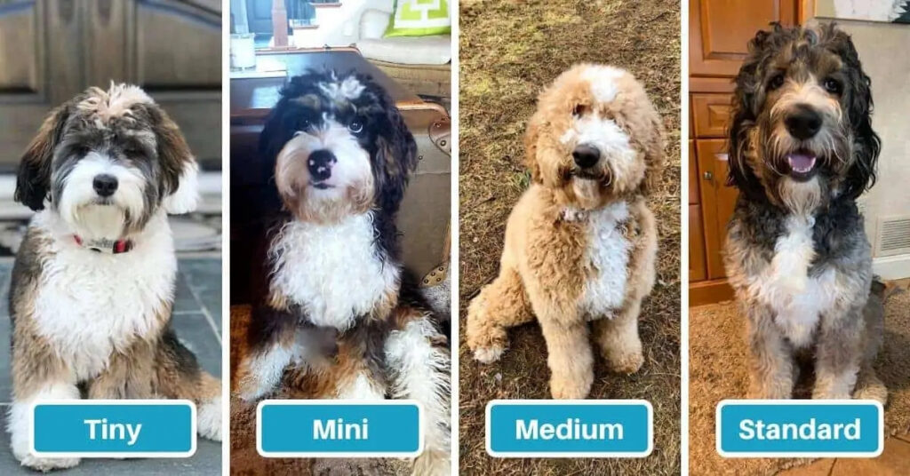 Toy, Miniature, and Standard Cavapoos
