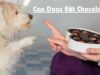 Can Dogs Eat Chocolate? Unveiling the Truth Behind this Potentially Dangerous Treat Can Dogs Eat Chocolate