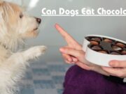 Can Dogs Eat Chocolate? Unveiling the Truth Behind this Potentially Dangerous Treat Can Dogs Eat Chocolate