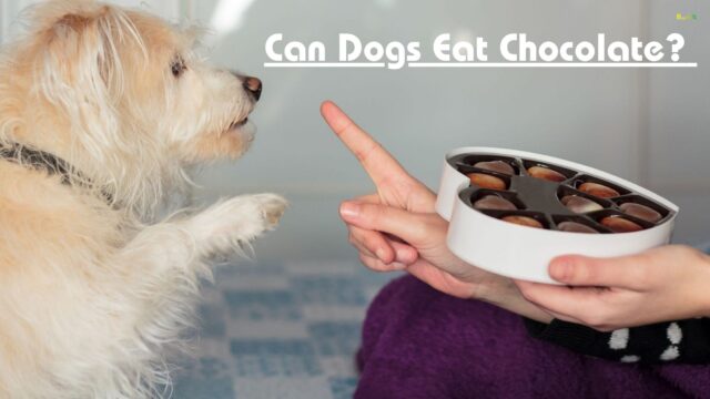 Can Dogs Eat Chocolate