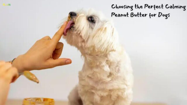 Choosing the Perfect Calming Peanut Butter for Dogs