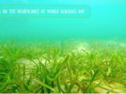 Reflecting on the Significance of World Seagrass Day Reflecting on the Significance of World Seagrass Day