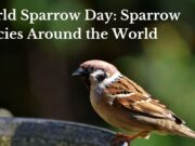 World Sparrow Day: Sparrow Species Around the World World Sparrow Day
