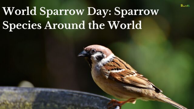 World Sparrow Day