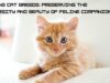 Saving Cat Breeds: Preserving the Diversity and Beauty of Feline Companions Saving Cat Breeds