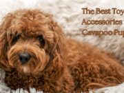 The Best Toys and Accessories for Cavapoo Puppies The Best Toys and Accessories for Cavapoo Puppies