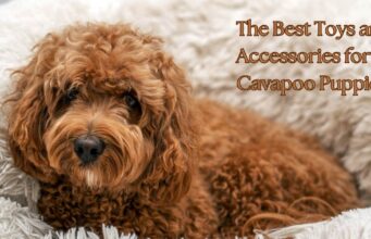 The Best Toys and Accessories for Cavapoo Puppies The Best Toys and Accessories for Cavapoo Puppies