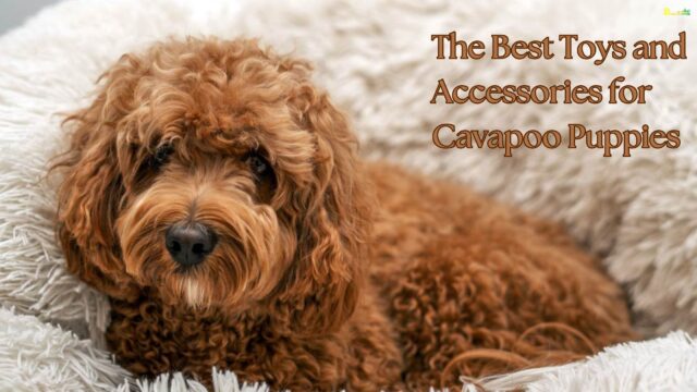 The Best Toys and Accessories for Cavapoo Puppies