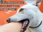 Understanding the Risks: Infections from Dog Bites Understanding the Risks Infections from Dog Bites