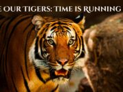 Save Our Tigers: Time is Running Out Save Our Tigers Time is Running Out