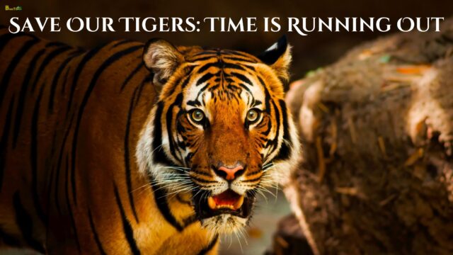 Save Our Tigers Time is Running Out