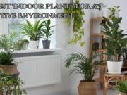 20 Best Indoor Plants for a Positive Environment 20 Best Indoor Plants for a Positive Environment