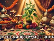 Tulsi: The Sacred Basil of India Tulsi The Sacred Basil of India