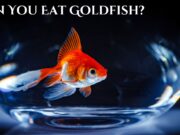 Can You Eat Goldfish? Can You Eat Goldfish?