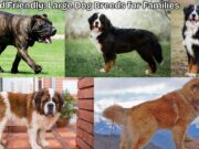 Big and Friendly: Large Dog Breeds for Families Big and Friendly Large Dog Breeds for Families