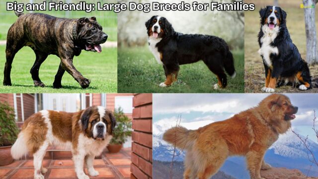 Big and Friendly Large Dog Breeds for Families