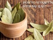 How to Attract Money with Bay Leaf? How to Attract Money with Bay Leaf