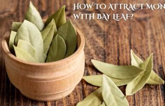 How to Attract Money with Bay Leaf? How to Attract Money with Bay Leaf