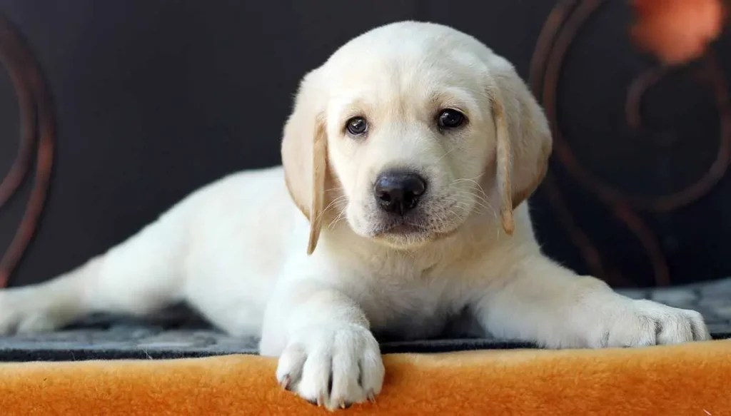 Labrador Retriever