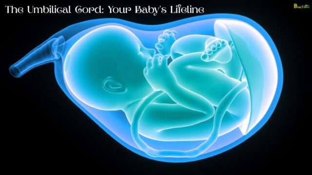 The Umbilical Cord Your Baby's Lifeline