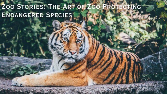 Zoo Stories The Art of Zoo Protecting Endangered Species
