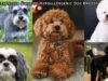A Breath of Fresh Air: A Comprehensive Guide to Hypoallergenic Dog Breeds A Comprehensive Guide to Hypoallergenic Dog Breeds