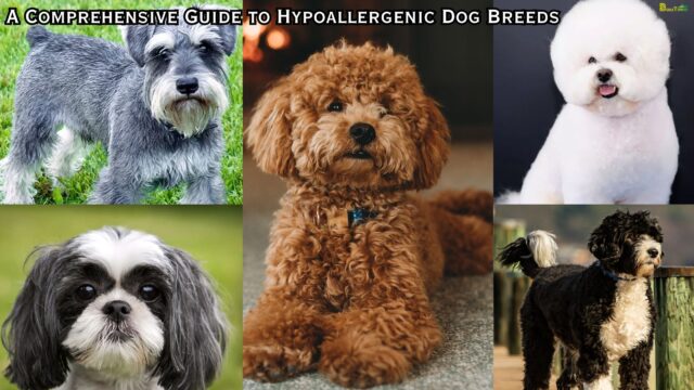A Comprehensive Guide to Hypoallergenic Dog Breeds