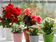 Lucky Plants: Attract Wealth and Good Health Lucky Plants Attract Wealth and Good Health