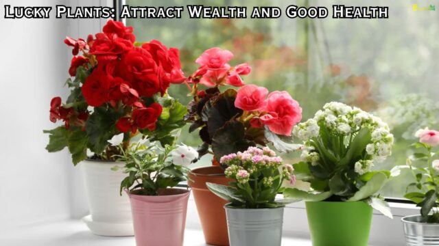 Lucky Plants Attract Wealth and Good Health