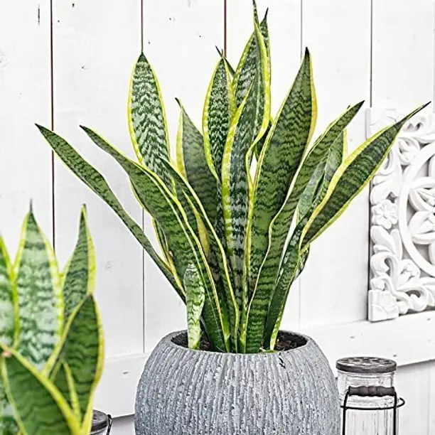 Lucky Snake plant